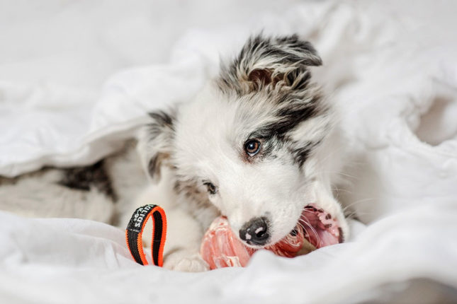 How can you bond with your pup?