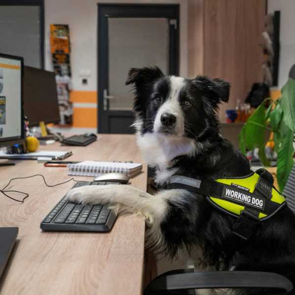 Reasons Bringing Your Dog to Work is a Good Idea1