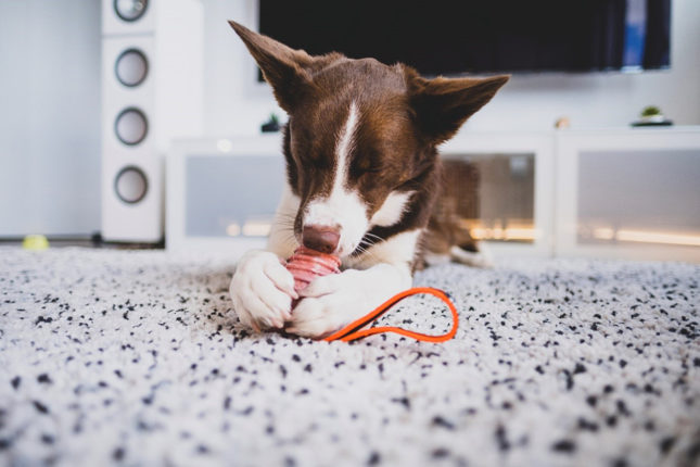 Reasons Bringing Your Dog to Work is a Good Idea2
