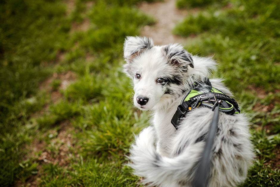 How-to-house-train-your-puppy1