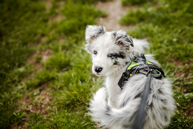 How-to-house-train-your-puppy