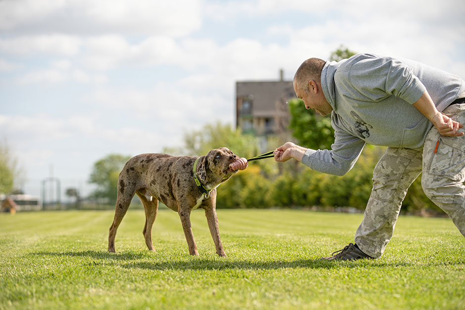 jk9 dog trainer