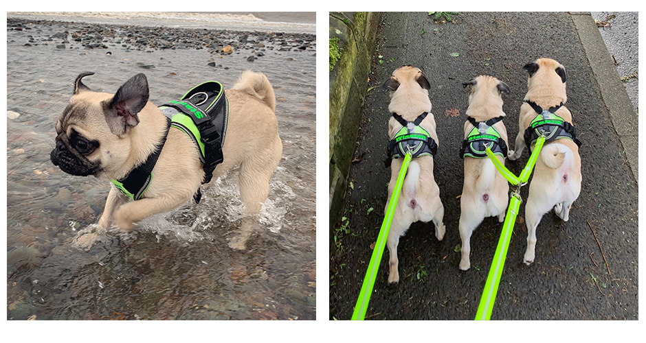 The pug outlet harness