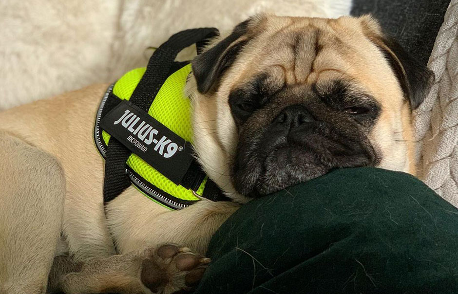 How to put hotsell on pug life harness