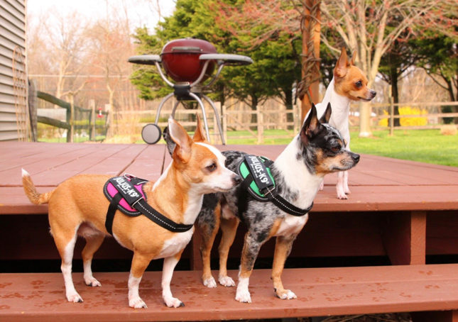 How to Keep Your Pets Safe from Fire