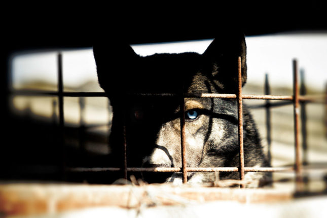 What can dogs from shelters offer us?