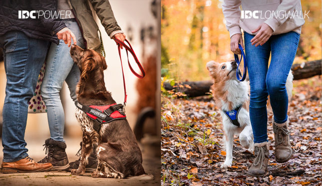 Intelligent dog accessories harness next-level innovations