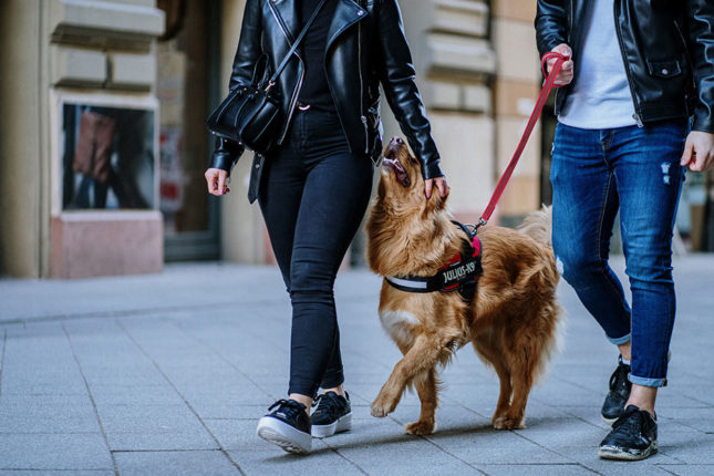 From-ancient-pulling-harnesses-to-modern-city-harnesses2