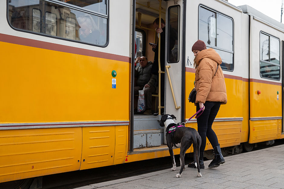 Mit dem Hund im Öffentlichen Personenverkehr