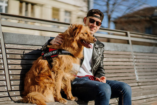 High level product safety in the service of dog-human relationship