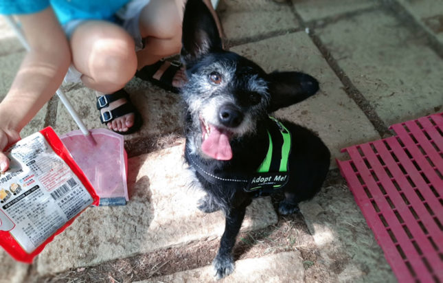 The stray dogs of Taiwan going to school