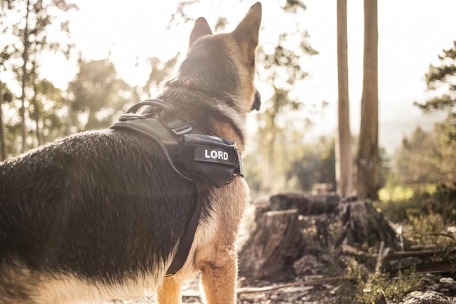 K9 harness outlet accessories