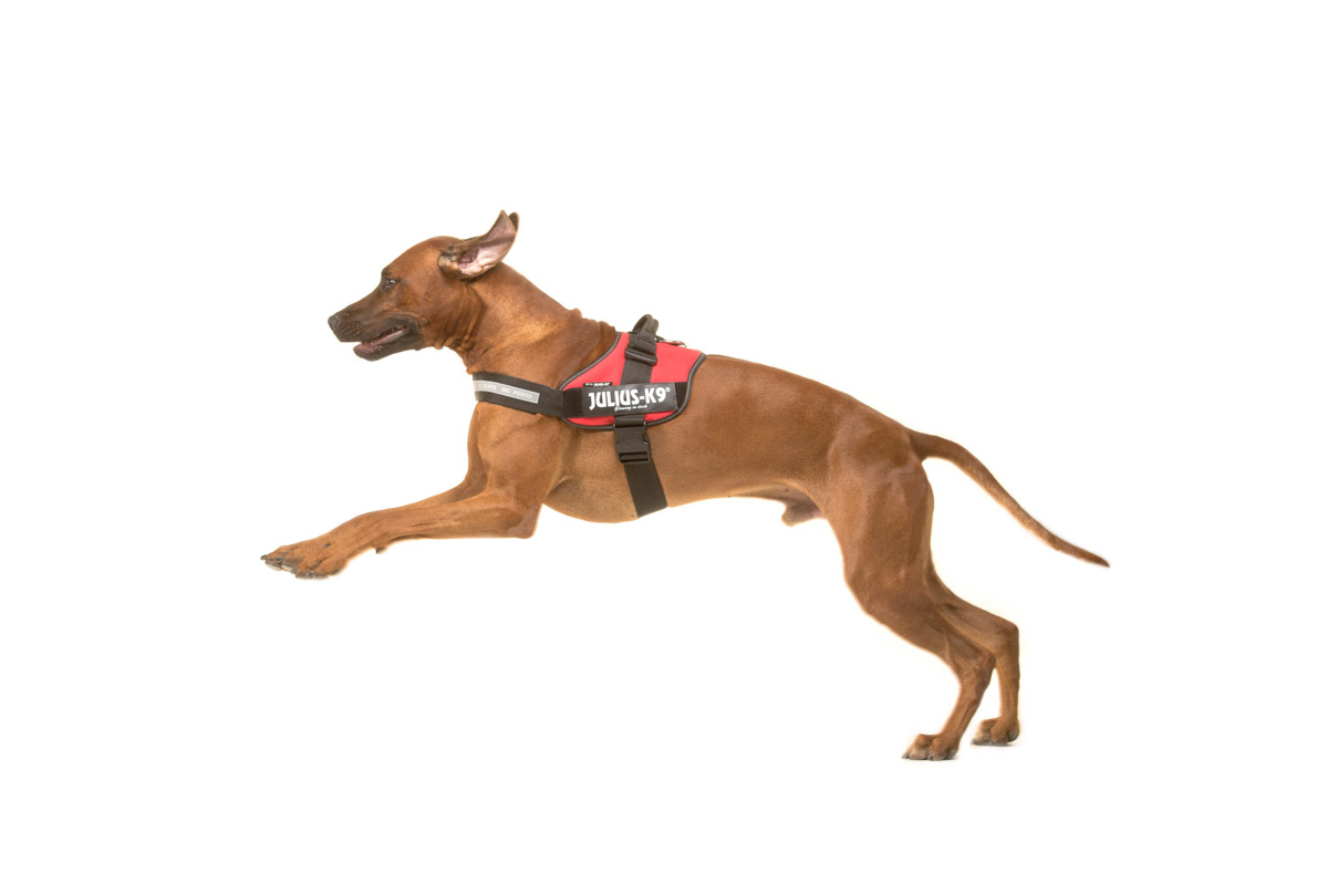 The history of dog harnesses - Julius-K9® dog harness