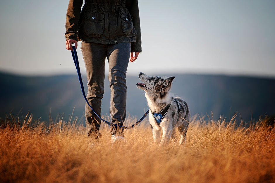 Das innovative IDC®Longwalk Hundegeschirr unseres Unternehmens hat eine weitere Auszeichnung erhalten