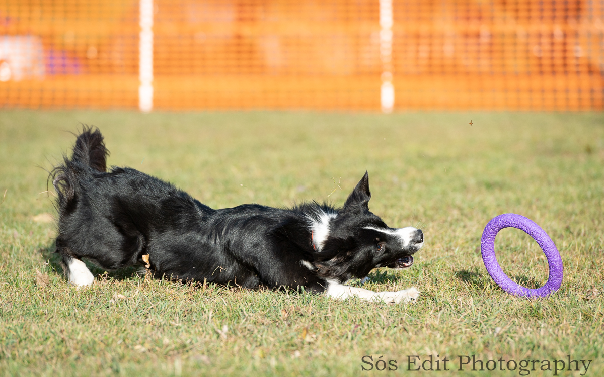 Even as a beginner, one of the latest canine sports proves to be very enjoyable