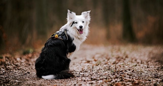 Protect your pet from parasites!