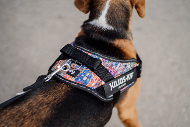 Hundegeschirr im Test