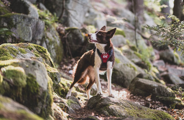 A legtöbb díjat nyert kutyahám a világon