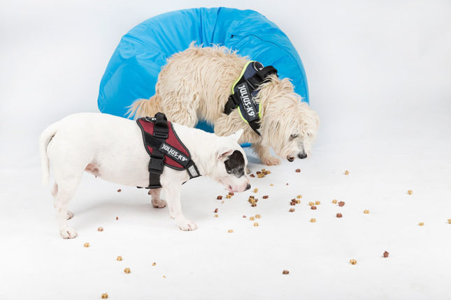 JULIUS-K9® az egészséges négylábúakért