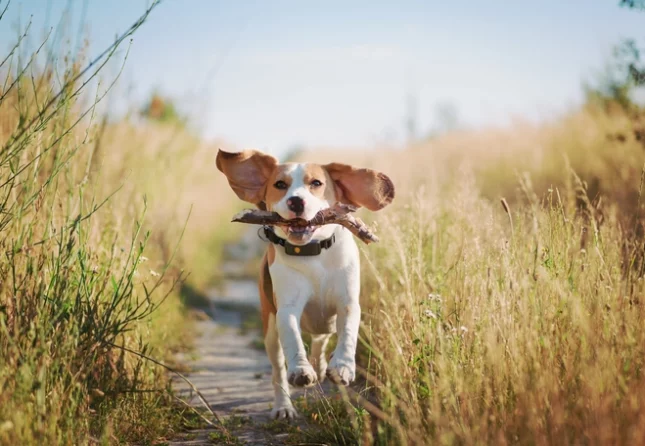 Weenect X JK9 Weenect X JK9