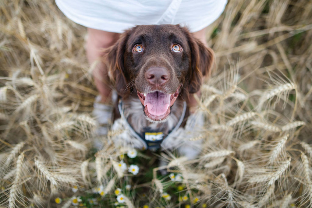 On what basis should we buy a dog harness?