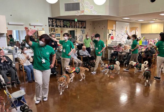 Japanese Therapy Dogs in JK9 Harnesses