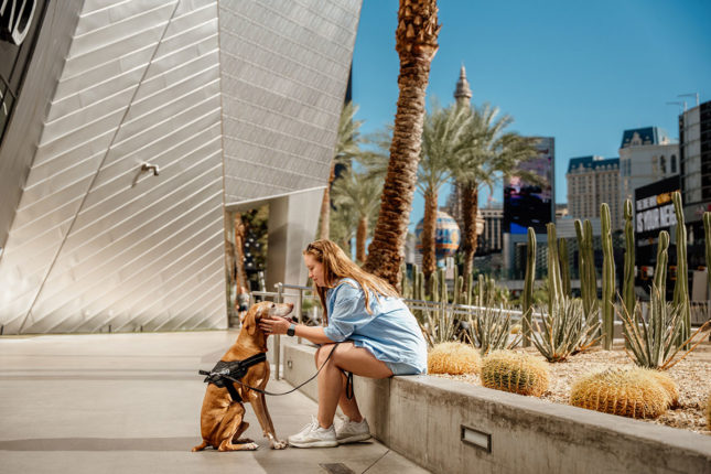 Power&More dog harness