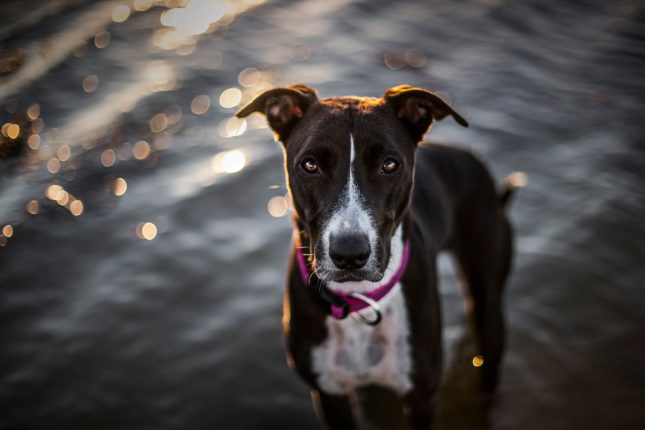 IDC Color & Gray collar