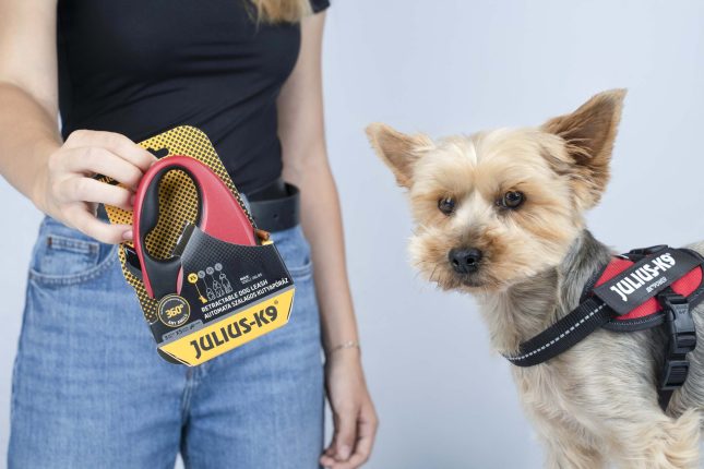 1 New day, new walk – new leash