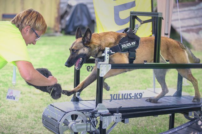 Which is the healthiest Julius-K9 harness for a dog?