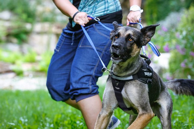 Julius-K9 Front Control Y-belt with No-Pull Ring