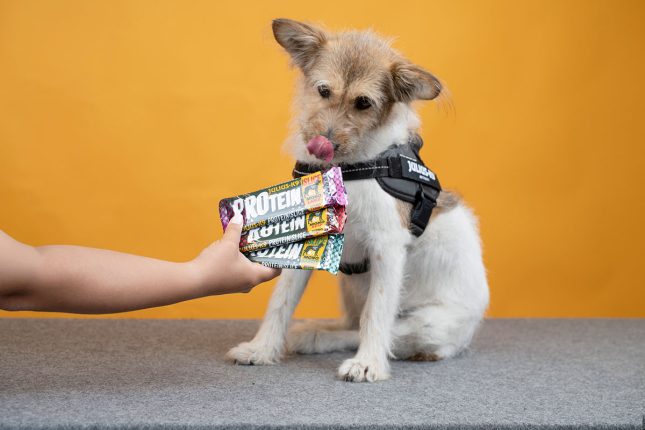 Julius-K9 Protein dessert Slice Julius-K9 Protein dessert Slice