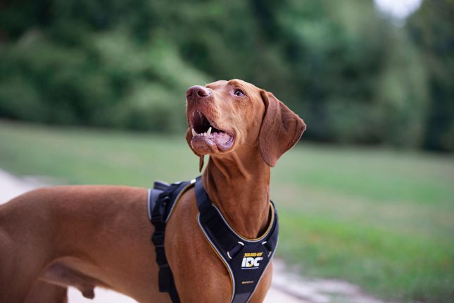 Health-Conscious Dog Harness Development