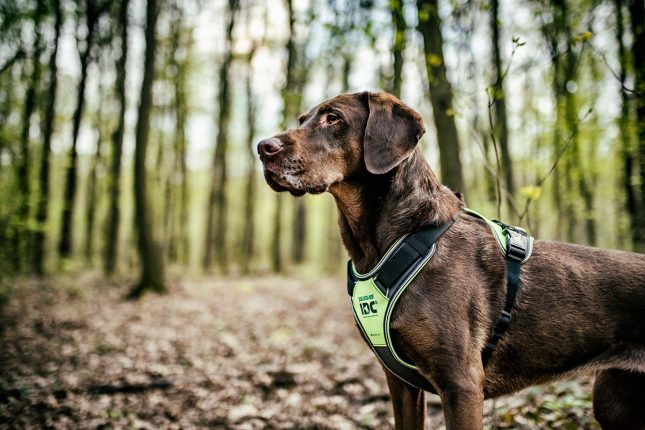 Does a Y-Harness or a Collar Restrict a Dog’s Breathing More?