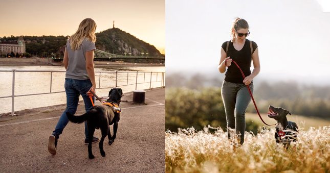 
Chest Harness or Y-Harness?