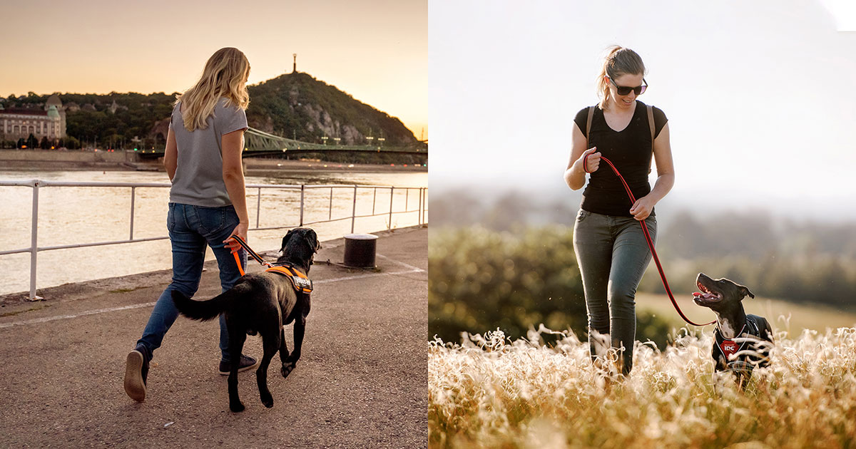 Chest Harness or Y-Harness?