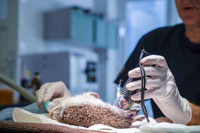 The zoo provides shelter for 600 hedgehogs each year The zoo provides shelter for 600 hedgehogs each year