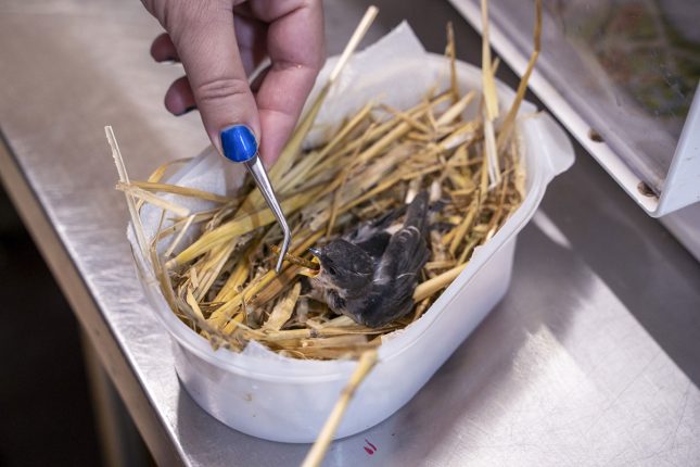 How much is a little bird’s life worth? How much is a little bird's life worth?