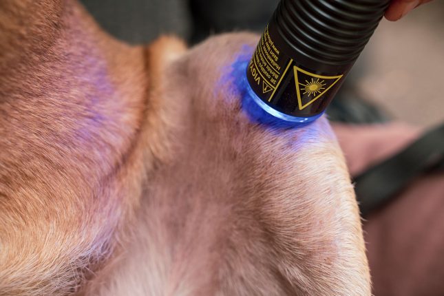 Julius-K9 Painless Laser Therapy Julius-K9 Painless Laser Therapy
