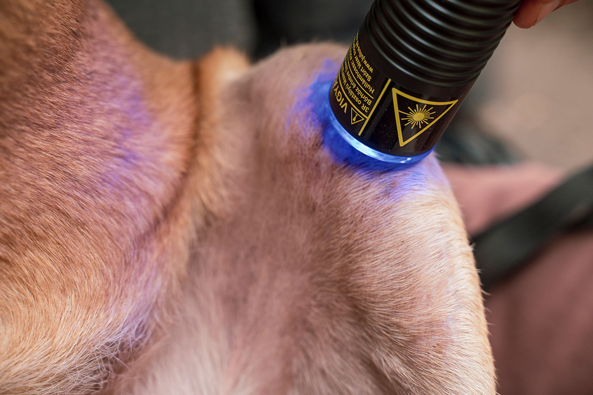 Julius-K9 Painless Laser Therapy