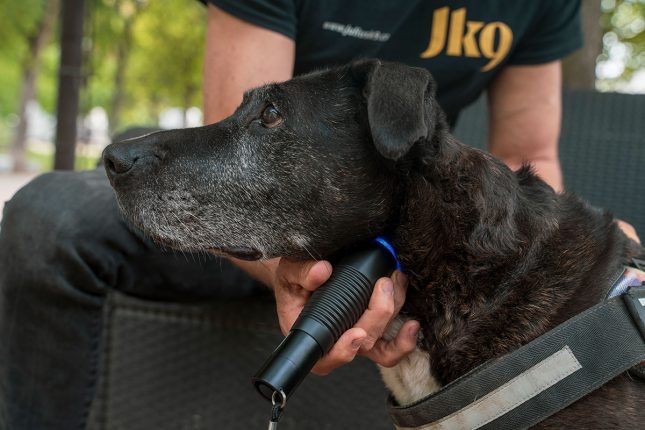 For inflammation: JK9 Pet laser