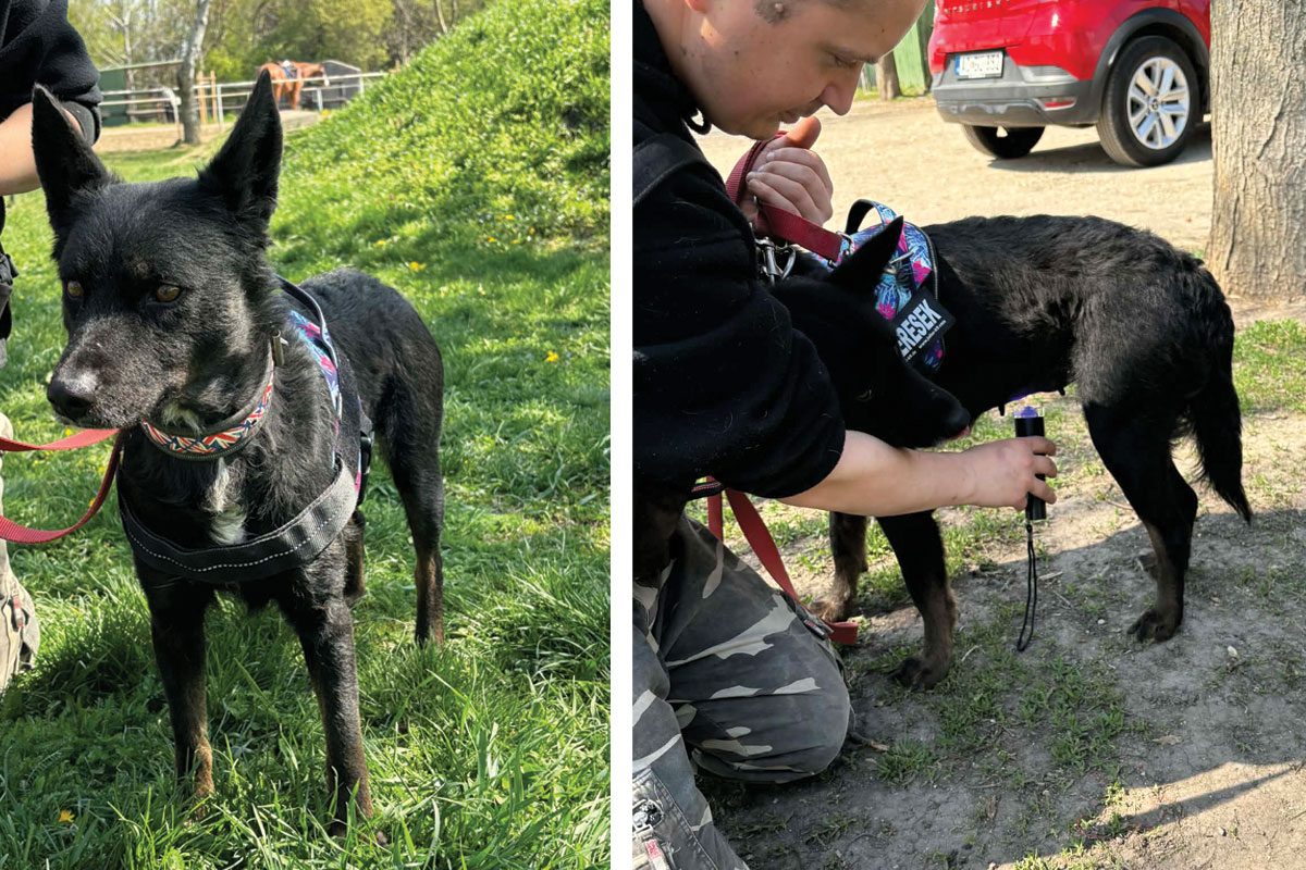 Wound-healing process with the JK9 Pet Laser Wound-healing process with the JK9 Pet Laser