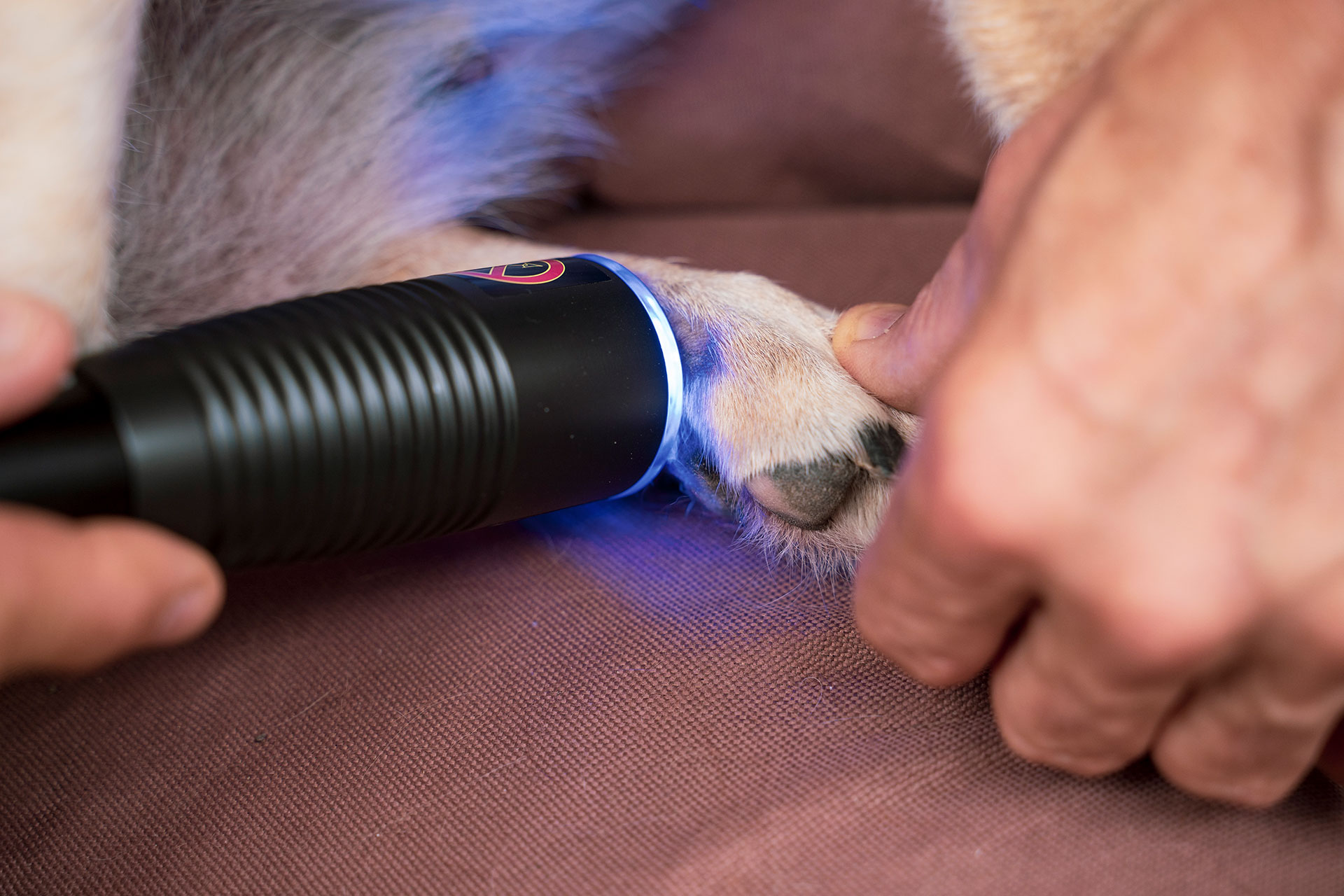 JK9 Pet Laser JK9 Pet Laser